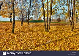 Was macht er am morgen? Herbst Szene Bei Sonnenuntergang Baume Mit Gelben Blattern In Einem Waldchen Auf Dem Waldboden Bedeckt Mit Gelben Welke Blatter Stockfotografie Alamy