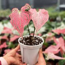 Image result for Caladium