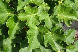 Image result for Jatropha pachyrrhiza