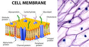 Cell Plasma Membrane Structure Composition Functions