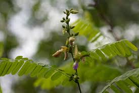 Image result for Abrus fruticulosus