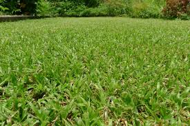 Image result for Dactyloctenium australe