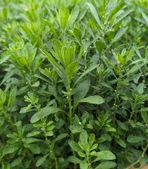 Image result for Dysphania