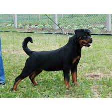 Image result for Rotala gossweileri