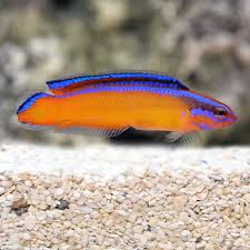 Sw Neon Dottyback Captive Bred Usa Medium