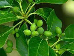 This key was designed for use during the growing season; Blackgum Nyssa Sylvatica Fruits Tupelo Tree Native Garden Fruit Trees