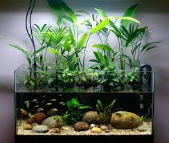 Riparium Setup In A 50 Gallon Fish Tank I Should Try A Smaller Setup In My Old 10 Gallon Domashnij Akvarium Akvaponika Vodnyj Sad
