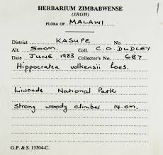 Image result for Hippocratea volkensii