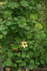 Image result for Hibiscus calyphyllus