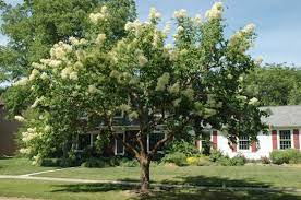 The Morton Arboretum