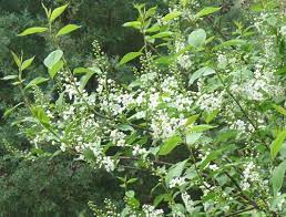 White flowering shrubs in georgia. Georgia Backyard Nature Cascading Chokeberry Tree