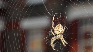 Getting rid of spiders can require a combination of indoor and outdoor spider control. How To Get Rid Of Spiders And Keep Them Away From Your Home Mirror Online