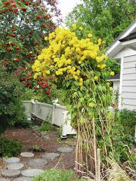 Image result for Kerria japonica