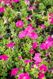 We did not find results for: 11 Fragrant Night Blooming Flowers Best Flowers That Only Bloom At Night