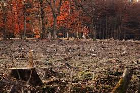 Cea mai mare padure din lume se afla in nordul rusiei si ocupa o suprafata ce reprezinta aproximativ 25% din totalul padurilor de pe glob. Cea Mai Mare DefriÈ™are IlegalÄƒ Din Ultimii Cinci Ani A Fost DescoperitÄƒ La Sighetu MarmaÅ£iei Schema InfracÅ£ionalÄƒ Prin Care Romania A Pierdut 340 De Hectare De PÄƒdure Incont Stirileprotv Ro