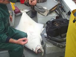 halibut size alaskan fishing tips alaskan fishing blog