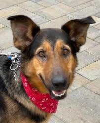 Most of the times, small dogs are allowed to take and pull. Sylvia German Shepherd Rescue Of Orange County