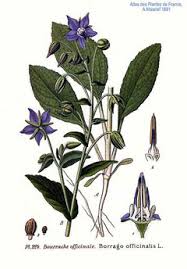 Image result for Borago officinalis