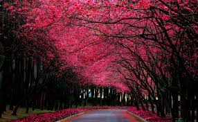 Free Download Nature Wallpapers For Desktop Group 82 Download and share awesome cool background hd mobile phone wallpapers. free download nature wallpapers for