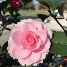 Camellia Nuccio S Cameo Camellia Plants Flowers