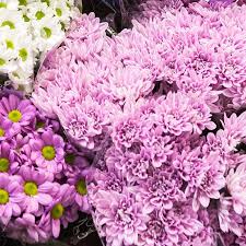 We did not find results for: Good Morning Friends Chrysanthemums Are 2 For 20 In The Cold Room Today Available In White Pink Purple And Ye Flower Market Market Flowers Flower Delivery