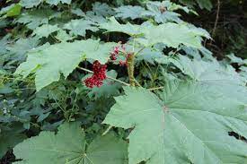 Devil S Club Sacred Plant Of The Northwest Hearthside Healing