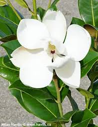 Image result for Pupalia grandiflora