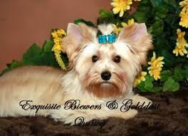 The yorkshire terrier is a tan dog with a blue saddle. Golddust Yorkshire Terrier Dog Breed Information And Pictures