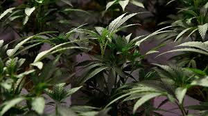 This must be reported and the dodcaf will determine if the 'involvement. Land Rush Is On In Four States That Approved Recreational Pot Last Year Wsj