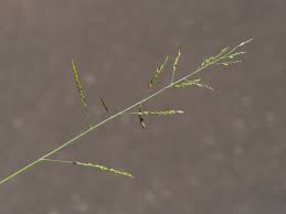 Image result for Eriochloa