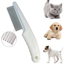 Kedi Piresi Nasil Temizlenir Nasilkolay