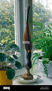 Image result for Sauromatum venosum