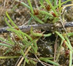 Image result for Lipocarpha micrantha