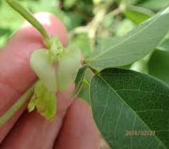Image result for Macrotyloma axillare
