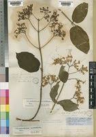 Image result for Clerodendrum fuscum