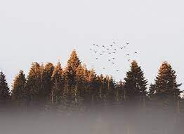 Photo From Pexelsphotos Sent Via Planoly Planoly Tfaslife Tfas Pexels Pexelsphotos F Hd Wallpapers For Laptop Landscape Pictures Cute Laptop Wallpaper