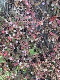 Image result for Buchnera capitata