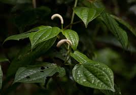 Image result for Piper capense