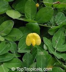 Image result for Synadenium glabratum