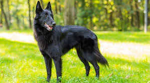 These herding dogs have a signature white and black coat that grows long and feathery mostly on its chest, legs, and stomach, according to dogtime.com. 37 Black Dog Breeds Short Medium Fluffy Coated Canines