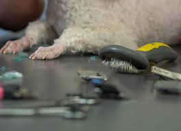 Your pet will not be cage dried. Pet Grooming Kooringal Veterinary Hospital In Wagga Wagga