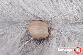 Scabies tinggal dengan cara membuat trowongan dibawah. Cara Mendapatkan Kutu Kucing Di Rumah
