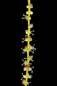 Image result for Lophiocarpus polystachyus