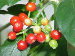 Learn more about ipecac uses, benefits, side effects, interactions, safety concerns, and effectiveness. Brechwurzel Cephaelis Ipecacuanha Beschreibung Steckbrief Systematik