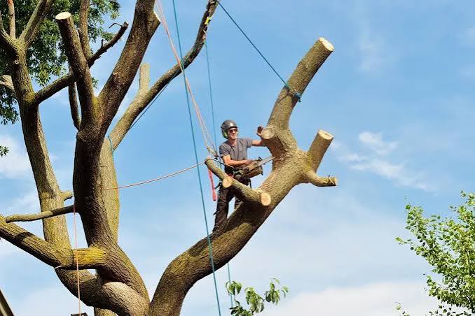 Tree Removal Service Near Me Vancouver | Pinecrest