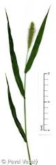 Image result for Setaria viridis