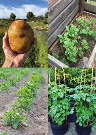How to plant potatoes in a raised garden. How To Grow Potatoes 5 Steps To A Big Harvest A Piece Of Rainbow