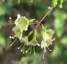 Image result for Commicarpus grandiflorus