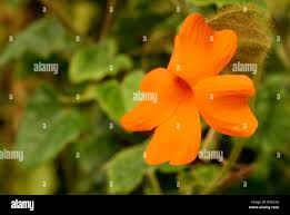 Image result for Justicia matammensis