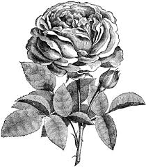 Free Vintage Digital Stamps Free Digital Stamp Another Rose Blossom Digital Stamps Clip Art Vintage Roses Drawing